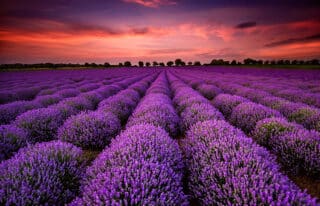 los-poblanos-lavender-fields